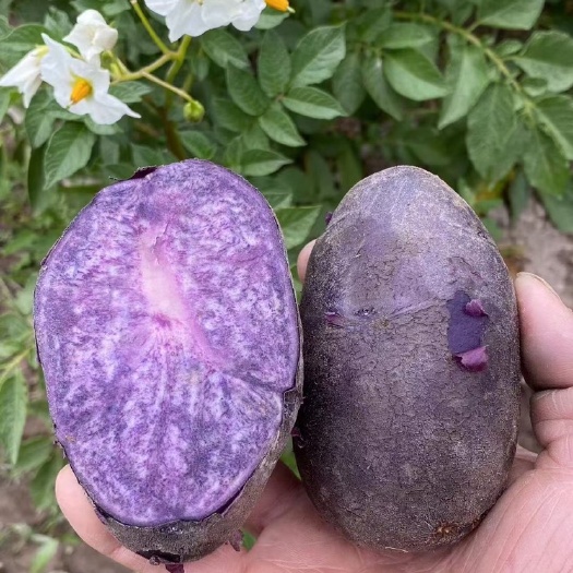 黑土豆