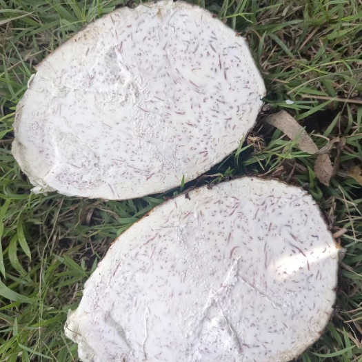 贺州贺州香芋