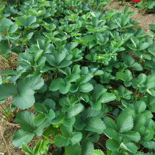 宿迁优质草莓苗 基地直销 品种齐全 红颜 隋珠宁玉妙香等