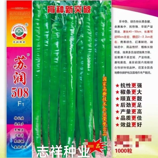基地专用苏润508线椒种子杂交早中熟绿色加长条椒中辣高品质辣