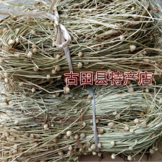 古田县谷精草 珍珠草 耳朵刷子 挖耳朵草 干货500克