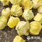 姑娘果  东北黄姑娘，豆大，豆黄，果甜，毛皮好，欢迎选购！