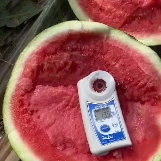 黑皮无籽西瓜成熟了