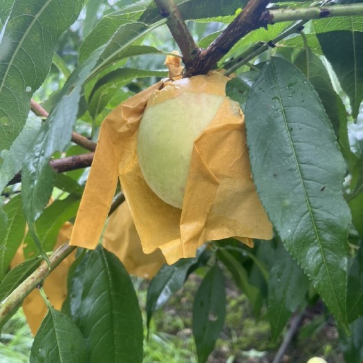 宁波奉化水蜜桃