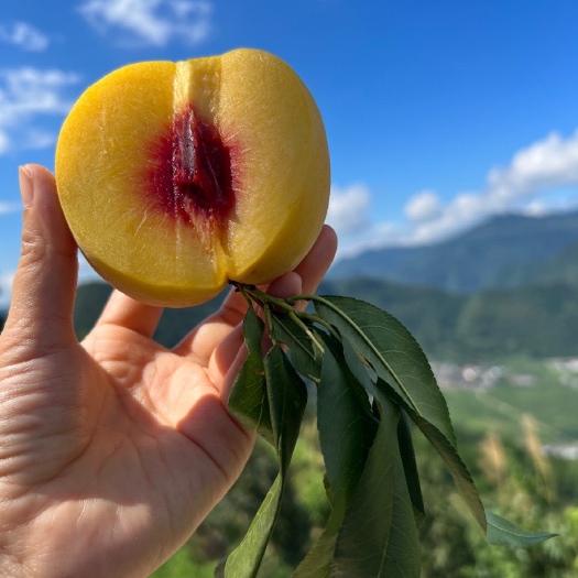 昆明【半野生:建宁双溪，锦绣黄桃】嘎嘎甜的锦绣黄桃 一定要试试