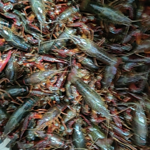 监利市鲜活小龙虾
