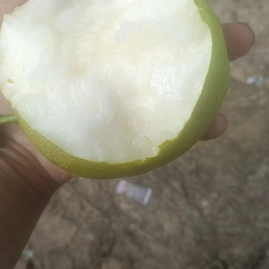 宁陵县【梨[]翠冠