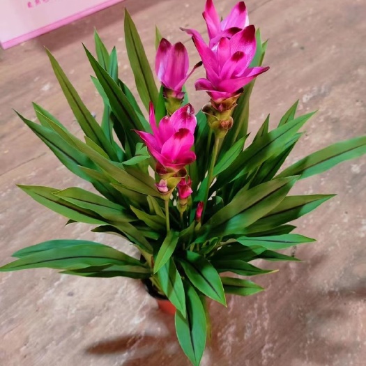 姜荷花