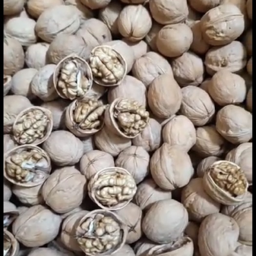 乌鲁木齐新疆纸皮核桃，精品，大量出售