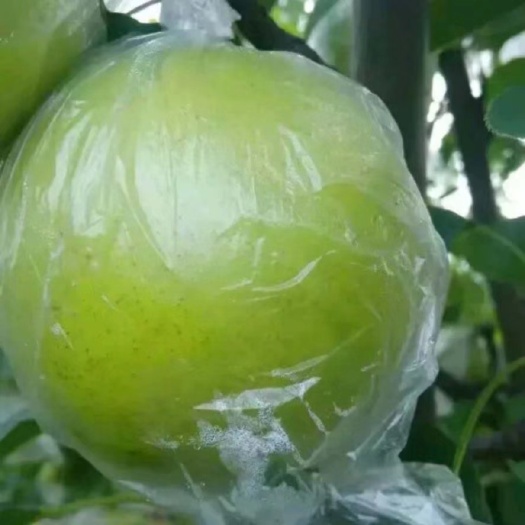 魏县黄冠梨，河北省邯郸市魏县冷库膜袋皇冠梨大量供货，质量保证
