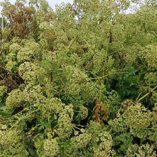 白芷种子 白芷籽 ， 10以上非边远地区包邮！