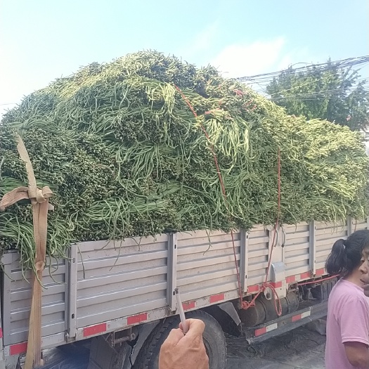 单县长豆角，质量好，量大