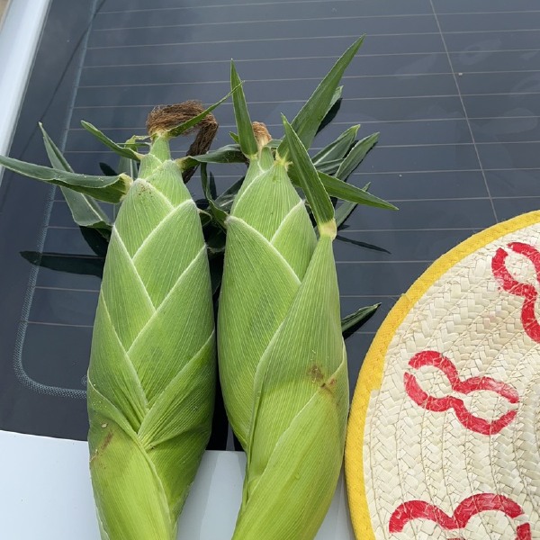 甜玉米，太阳花，花超