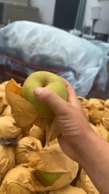 宁陵县【梨】翠冠