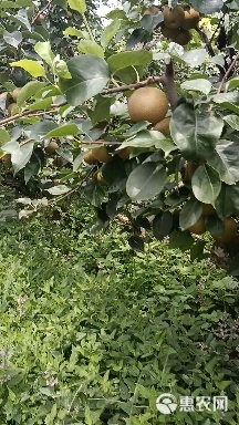 基地直供，黄花，华梨，圆黄