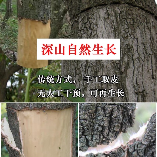 宁强县非种植杜仲，自然风干