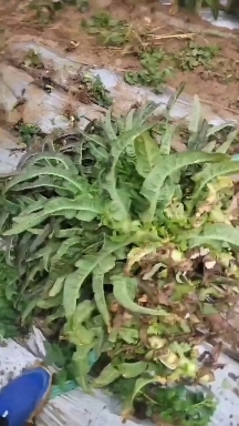 德钦县云南高原红叶莴笋，莴苣