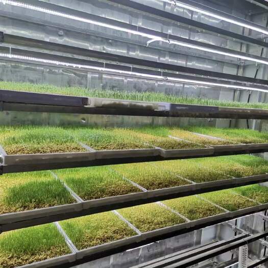 青州市金欣农智-水培牧草设备-水培牧草