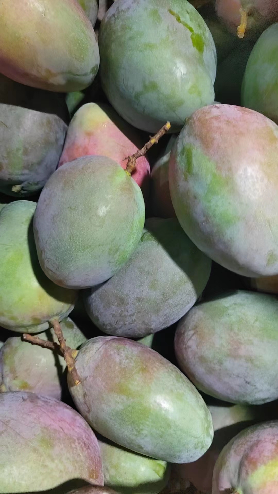 攀枝花凯特芒果产地直发凯特芒 批发不包邮 【可一件代发】