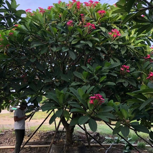 普宁市基地直销:红花鸡蛋花大量出售，各种规格齐全
