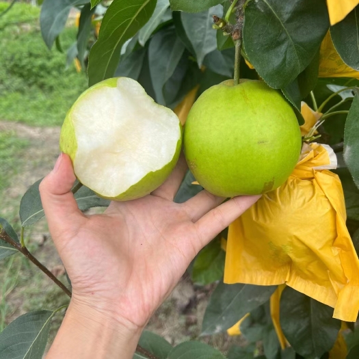梨，密梨