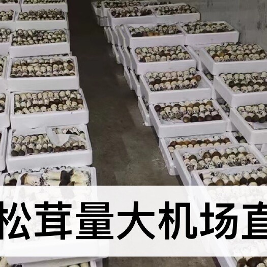 永昌县赤松茸