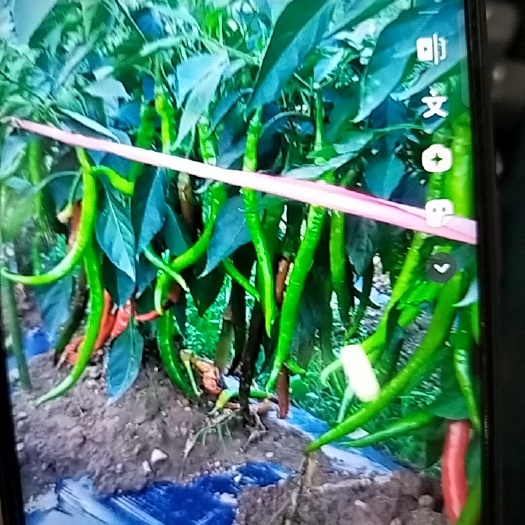 湘辣