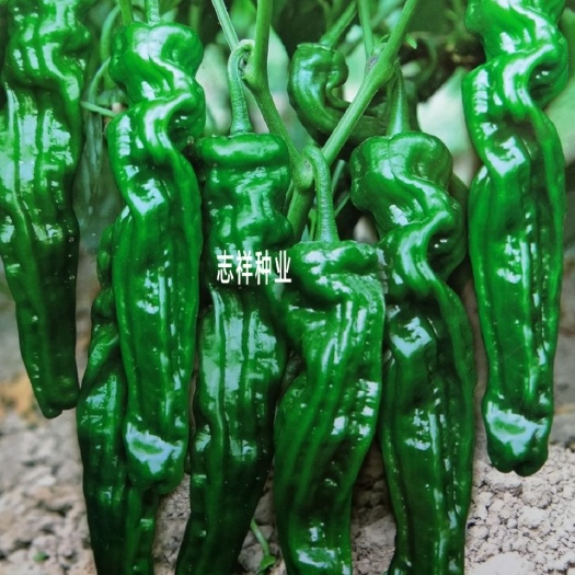 华容县世超小皱皮辣F1辣椒种子 皱皮辣椒籽早熟薄皮油亮香辣抗病