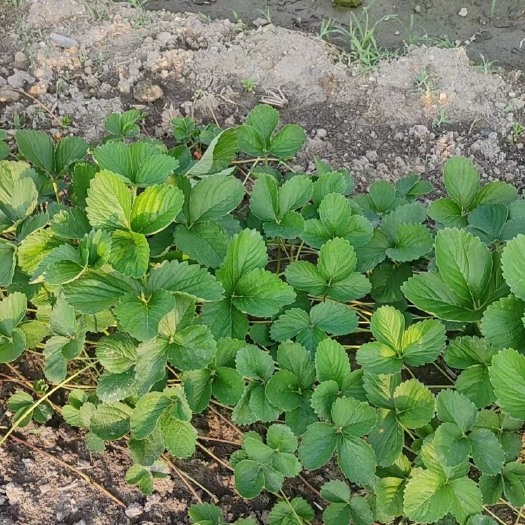 兴安县草莓苗，甜茶理，华南地