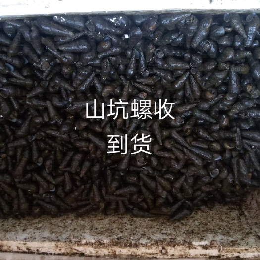 阳春市山坑螺