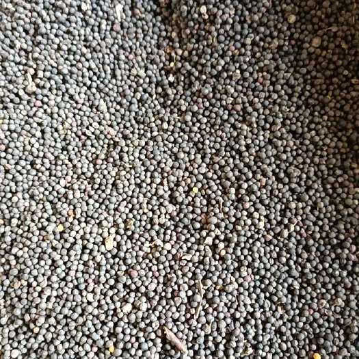 丹江口市自己家的油菜籽。有需要的随时联系我。