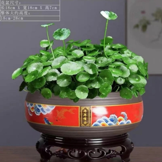漳州铜钱草盆栽