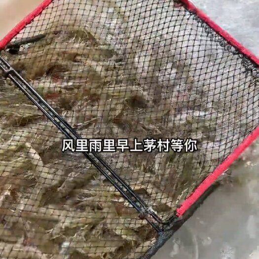 微山县微山湖大虾出货