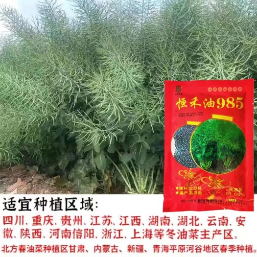 沭阳县恒禾油985油菜种子高产高油耐热耐寒矮杆抗倒出油高新品油菜种