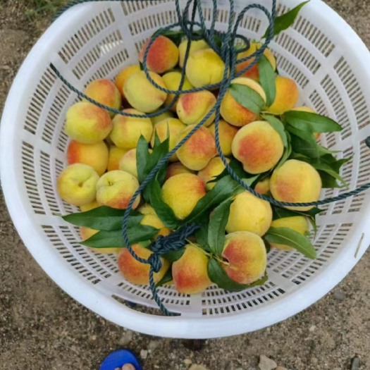 溆浦县湖南锦绣黄桃