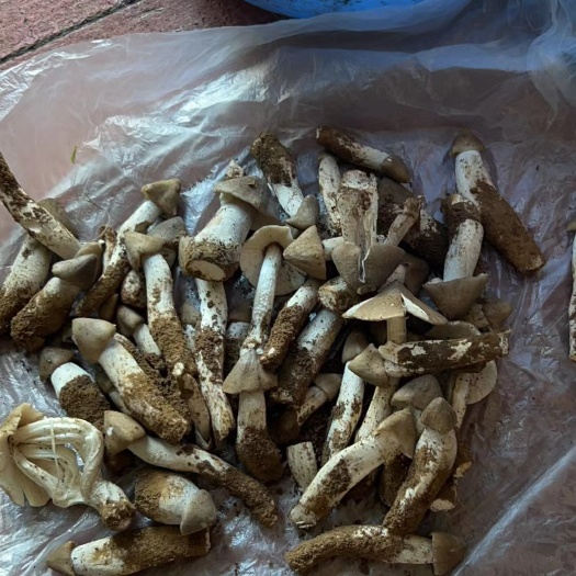 成都鸡枞菌，鲜、干 的。