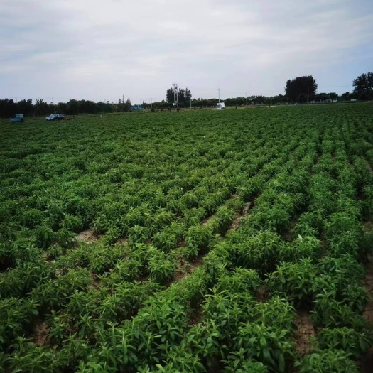 临泉县太空甜菊种苗-高产量  现有大量甜叶菊-茶叶及