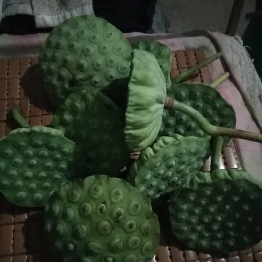 湘乡市鲜莲