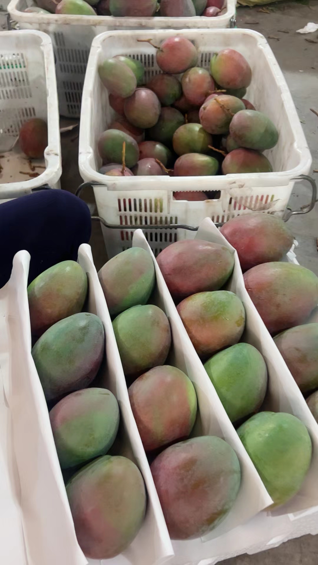 攀枝花凯特芒果产地直发凯特芒 批发不包邮 【可一件代发】