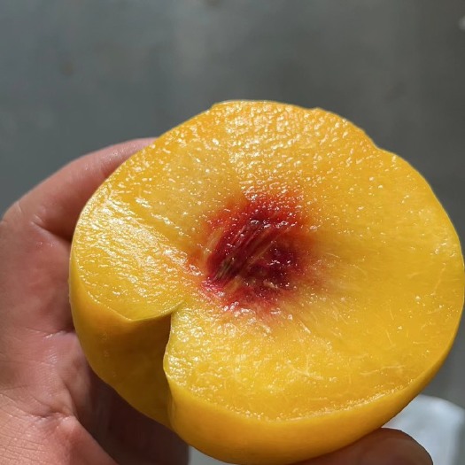 上海上海锦绣黄桃