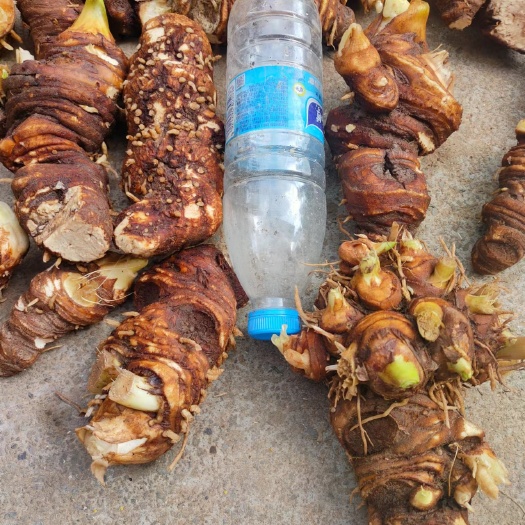 旺苍县重楼，华重楼高杆，防种植四川全粉质品种，