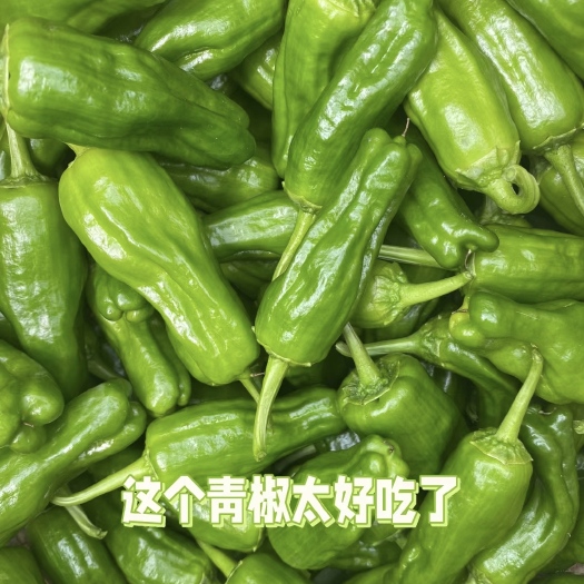 广元薄皮蔬菜青椒