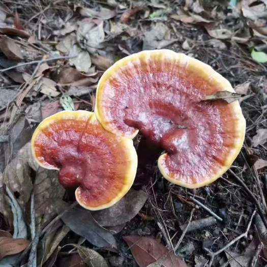 弥勒市灵芝