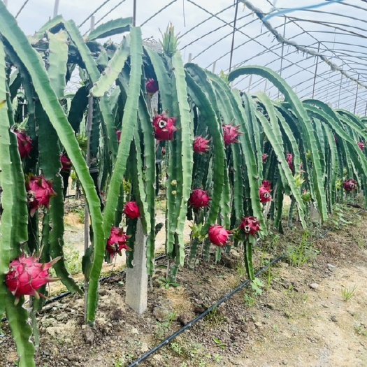巢湖大棚火龙果