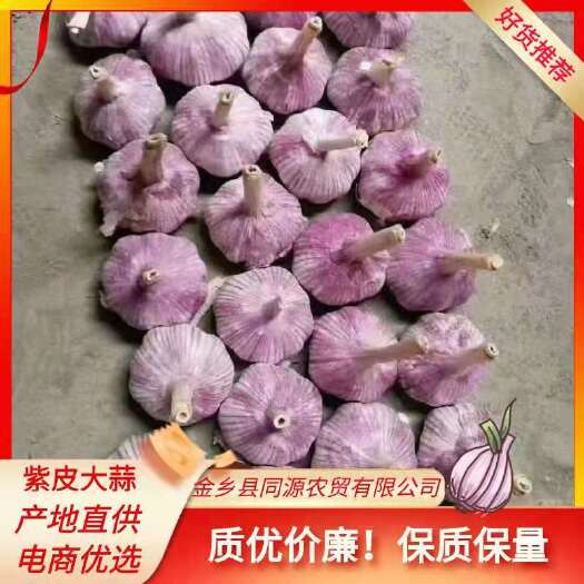 金乡县紫皮蒜  金乡早熟紫皮大蒜，产地直供，代发全国。