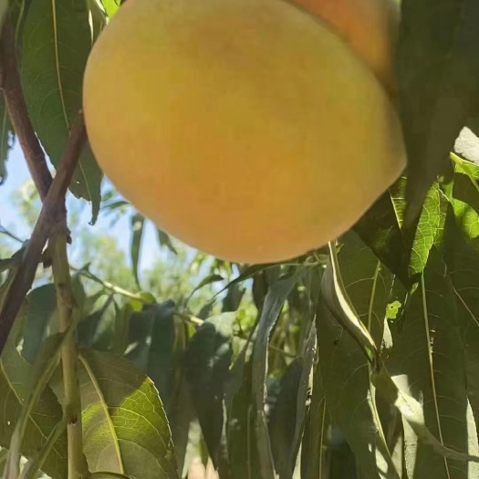 潜江市锦绣黄桃