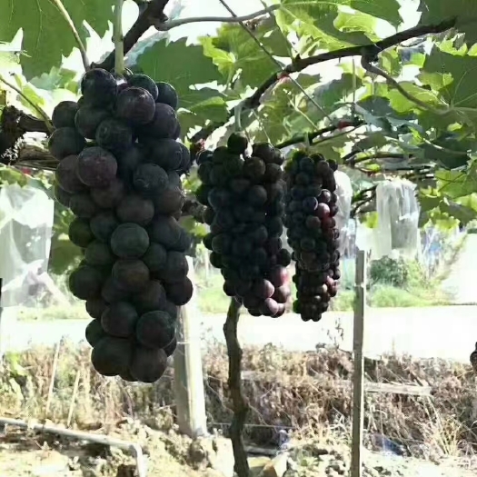 常州自种夏黑葡萄