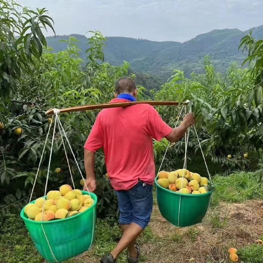 麻阳县高山黄桃 现摘现发 买一箱 买斤都可以 400斤也有