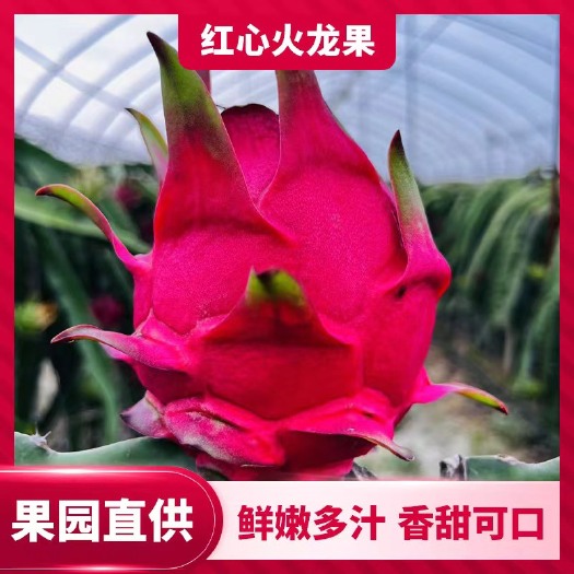 巢湖国产大棚红心火龙果