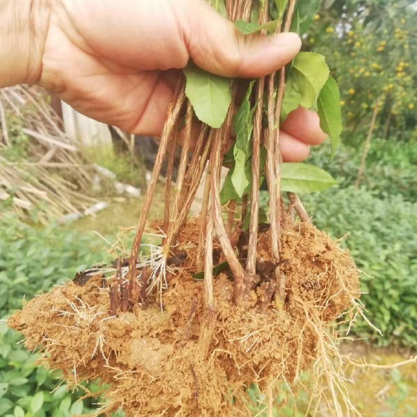 大量茶苗上市，品质保障，价格实惠